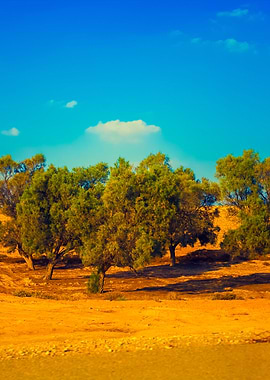 Trees In Judean Desert