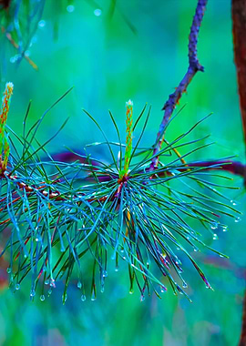 Beautiful Foggy Forest Wit