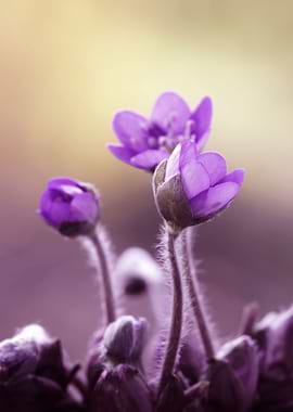 Preety purple flowers