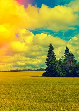 Rural Landscape Field With