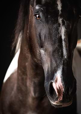 Pinto Malvin Closeup
