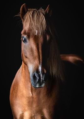 Icelandic Pony Skjomi