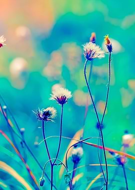 Blue Vintage Herbal Field