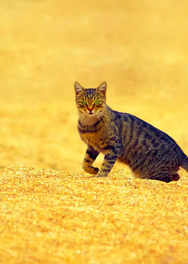 The Cat Is Walking On The