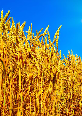 Wheat Field Against Blue S
