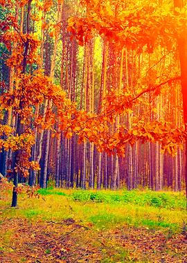 Autumn Forest