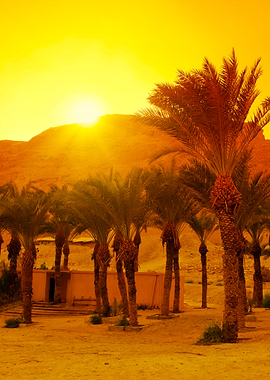 Palm Trees At Sunset