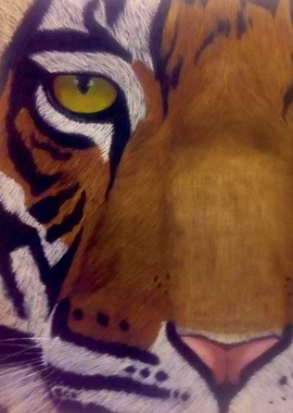 Stalking The Tiger Eye