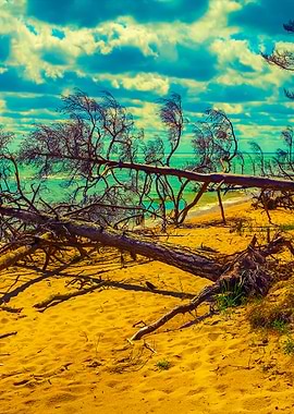 Fallen Pine Tree On The Be