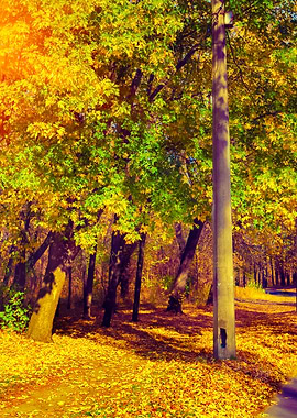 Autumn Park In Sunny Day