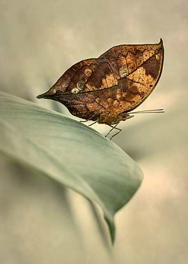 Orange Oakleaf Butterfly