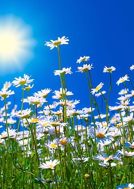 Chamomile Flowers Against
