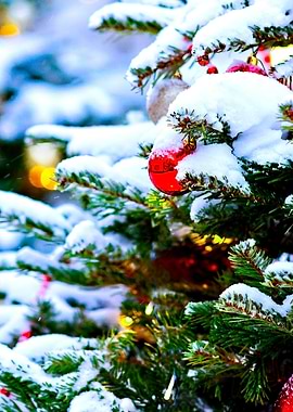 Christmas tree outdoor