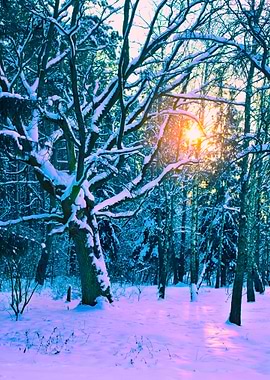 Sunrise In The Winter Fore