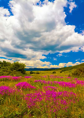 Beautiful Landscape Under