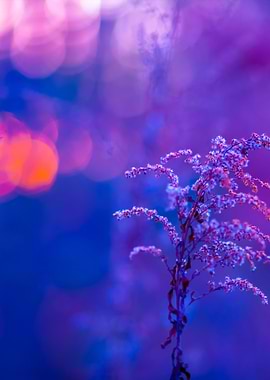 Autumn Landscape At Purple