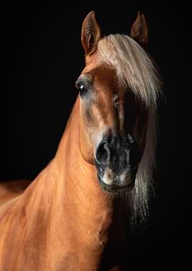 Haflinger Stromboli
