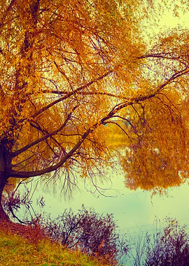 Autumn Rural Landscape Wit