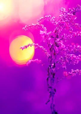 Natural Background Dry Her