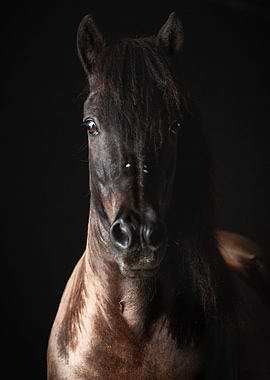 Icelandic Horse Farri