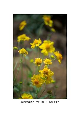 Arizona Wild Flowers