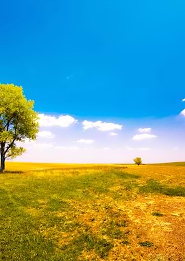 Alone Tree In The Uncultiv