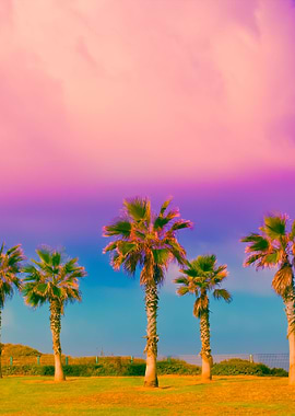 Tropical Beach With Palm T