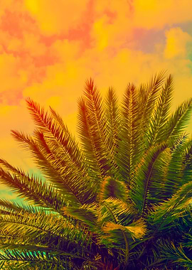 The Top Of Palm Trees On T