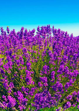 Lavender Against Blue Sky