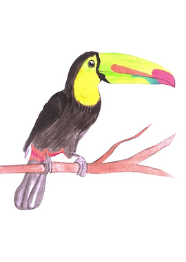 Keel billed Toucan bird