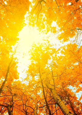 Vintage Frame From Trees W