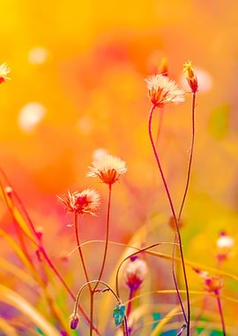 Vintage Herbal Field At Su