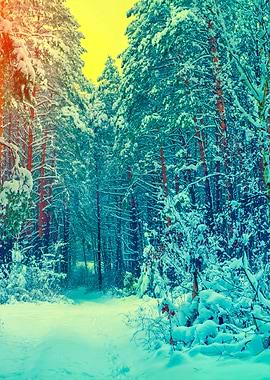 Winter Forest Covered With