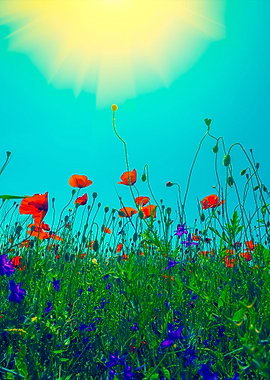 Poppy Flowers Against The