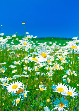 Chamomile Flowers Against