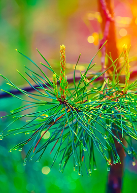 Beautiful Foggy Forest Wit