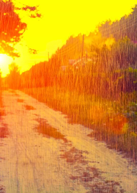 Rural Landscape In Summer