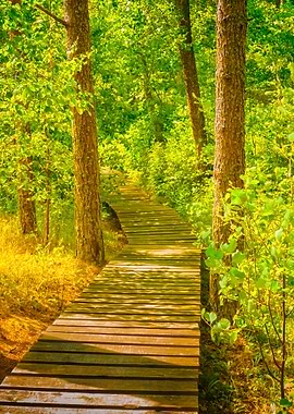 Wooden Pathway In The Fore