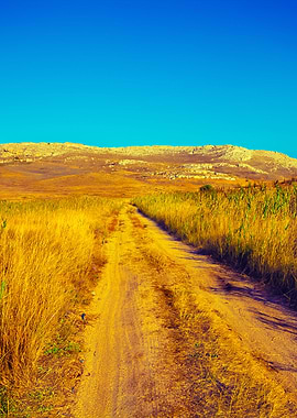 Dirt Road In Savannah