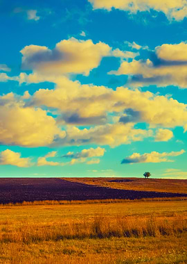 Beautiful Field With Blue