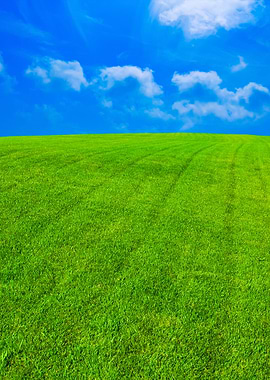Green Lawn With Blue Sky