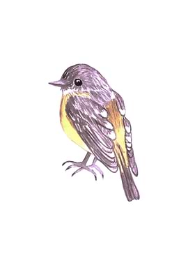 Eastern Yellow robin bird