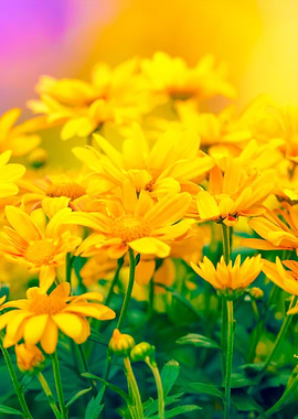 Flowers At Sunrise Light