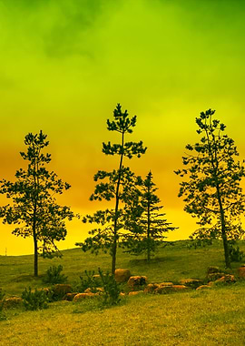 Landscape With Pine Trees