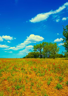 Uncultivated Field With Tr