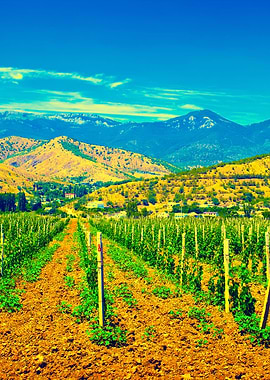 A Valley Of Vineyards
