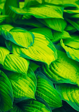 Natural Green Leaves Backg