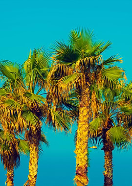 Palm Trees On The Embankme