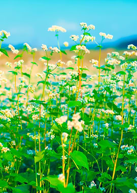 Blossoming Buckwheat Field