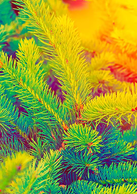 Blue Fir Tree Brunch At Su